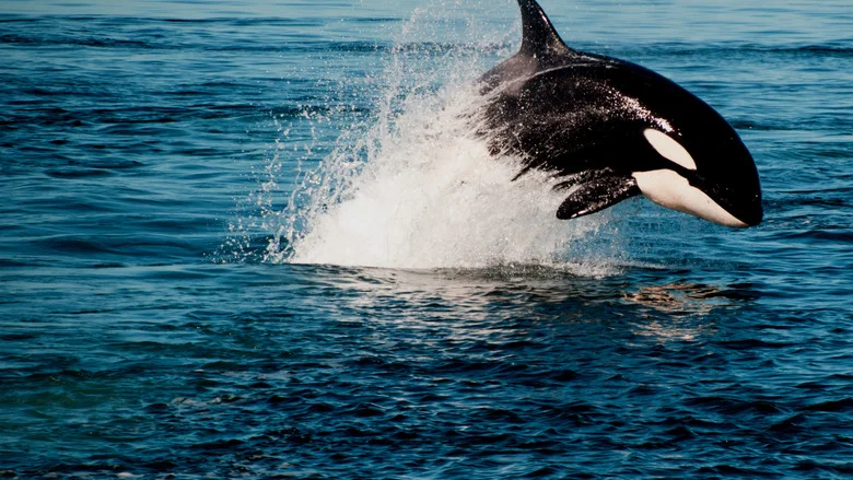Orca Vs. Great White screenshot 3