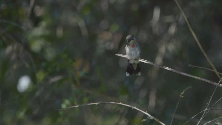 Birders screenshot 2