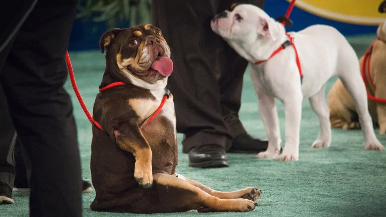 The 2018 American Rescue Dog Show screenshot 1