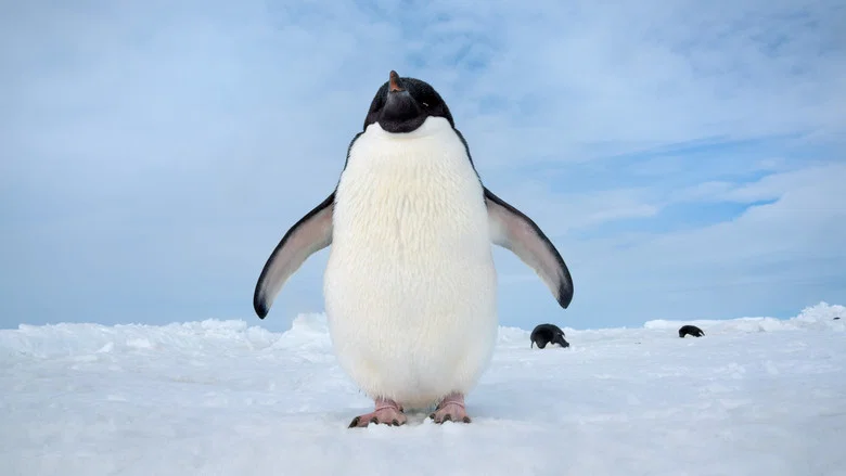 Penguins screenshot 6
