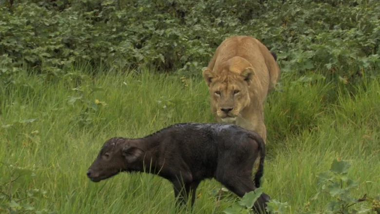 Big Cat Odyssey: Revealed screenshot 4