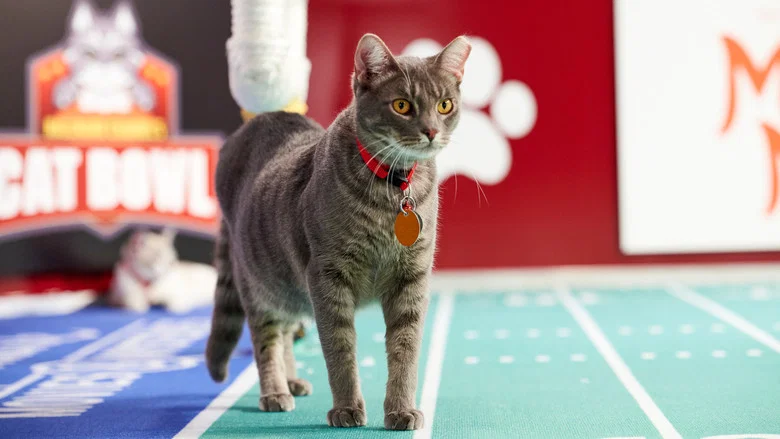 Hallmark Channel's 1st Annual Cat Bowl screenshot 4