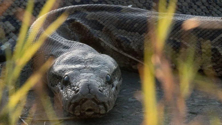 Queen of the Pythons screenshot 1