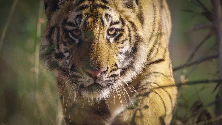 Tiger screenshot 7