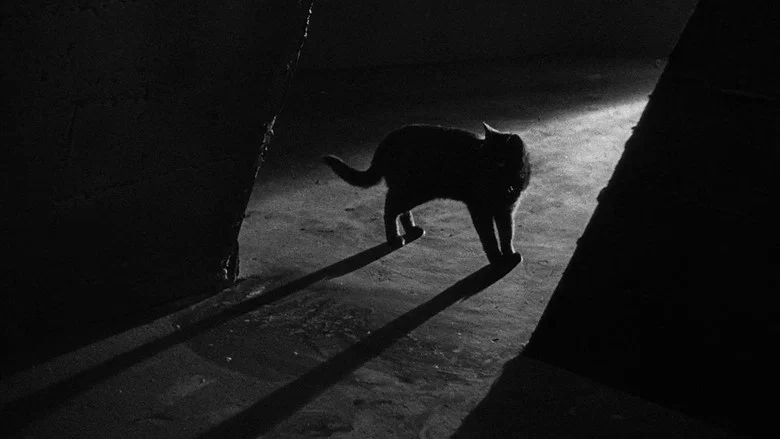 The Black Cat screenshot 2