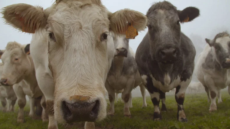And Man Created the Cow screenshot 1