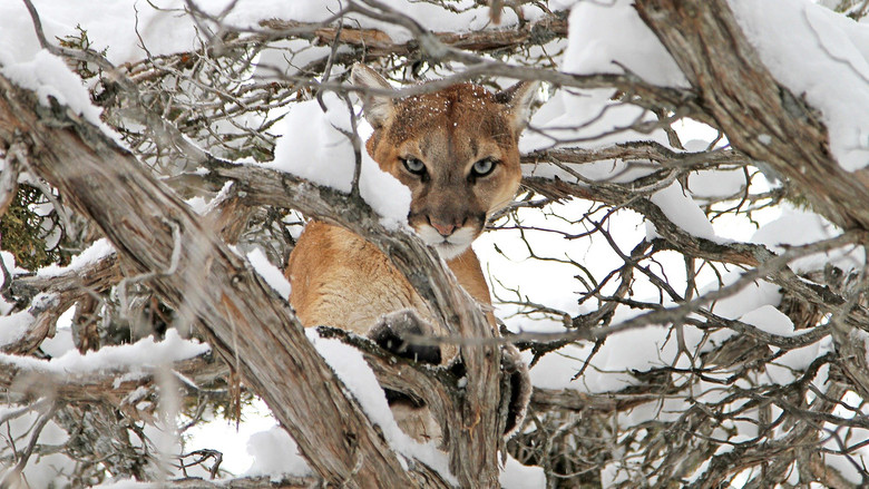 Cougar v. Wolf screenshot 2