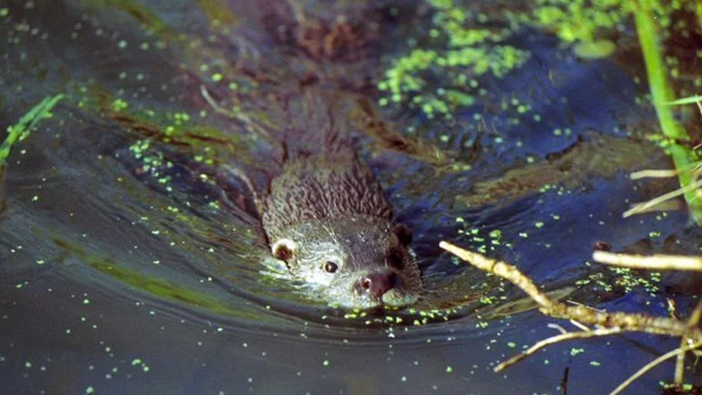 The Otter's Trail screenshot 1