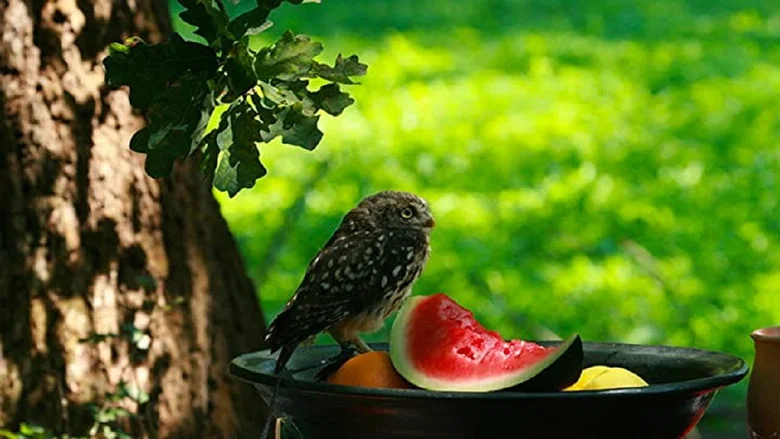 Owl's Odyssey screenshot 3
