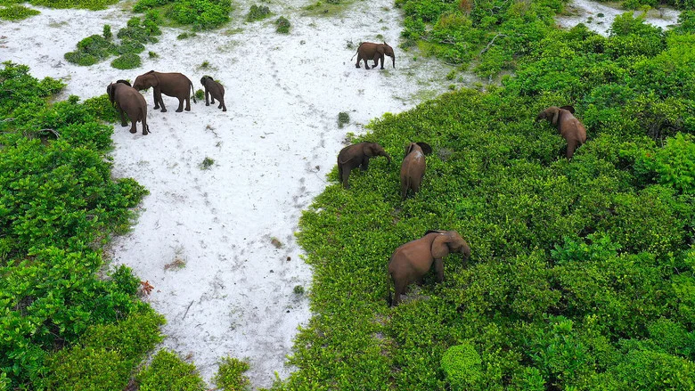 Rainforest First: Climate Protection in Central Africa screenshot 1