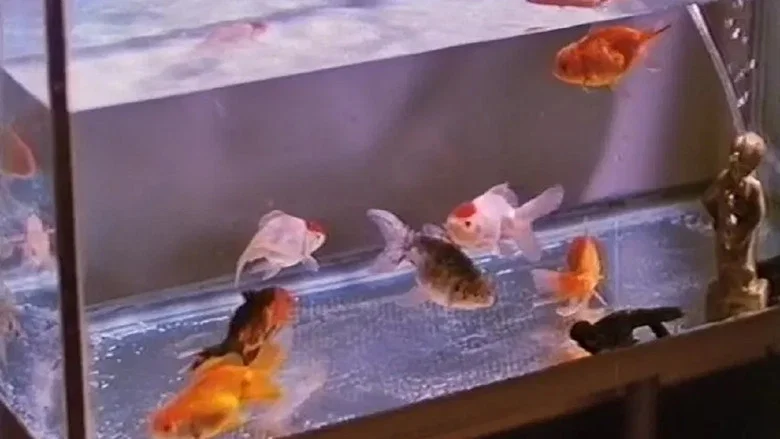Goldfish screenshot 1