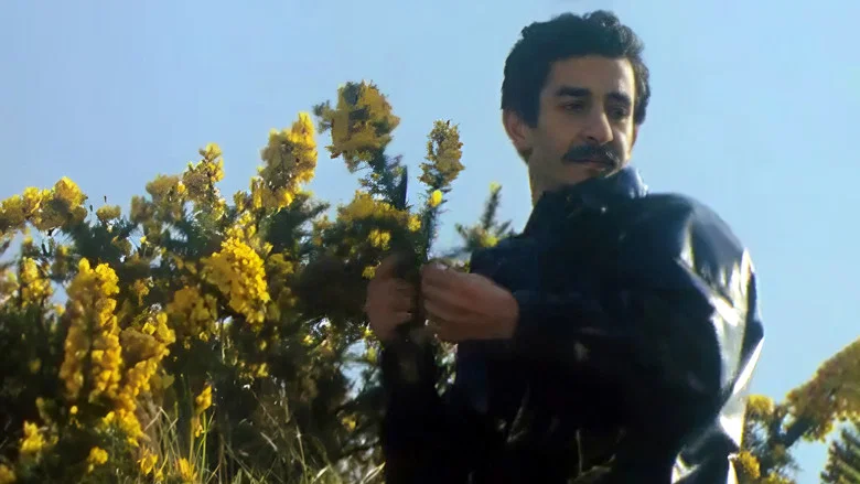 Les Ajoncs screenshot 3