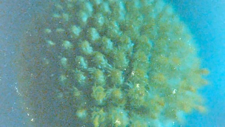 Late Anthropocene screenshot 1