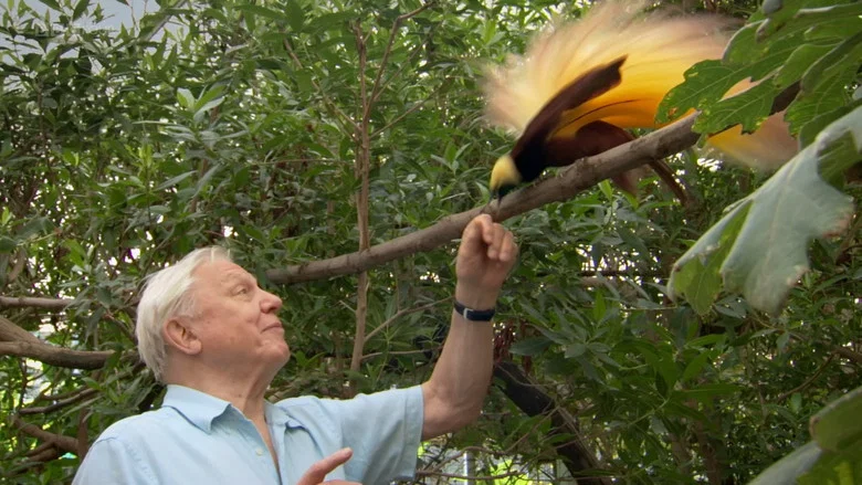Attenborough's Paradise Birds screenshot 1