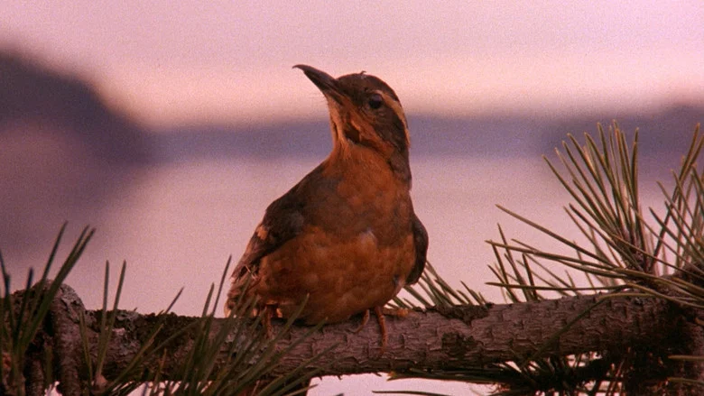 Twin Peaks screenshot 4