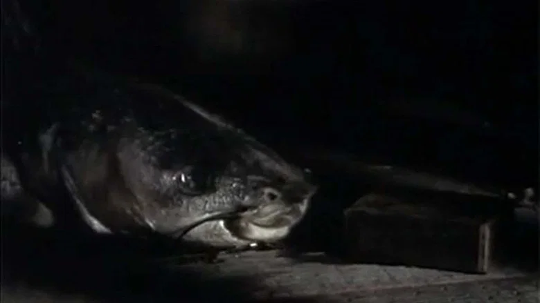 The Amphibian screenshot 1