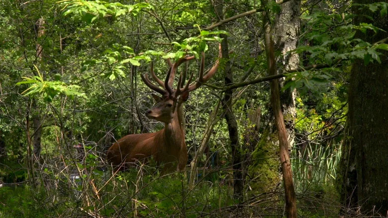 Wild France screenshot 3