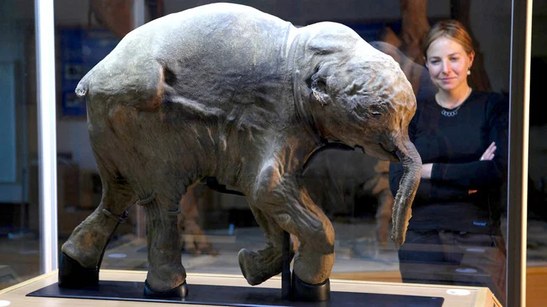 Woolly Mammoth: Secrets from the Ice screenshot 1