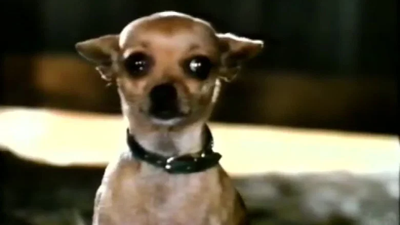 Pablo and the Dancing Chihuahua screenshot 3