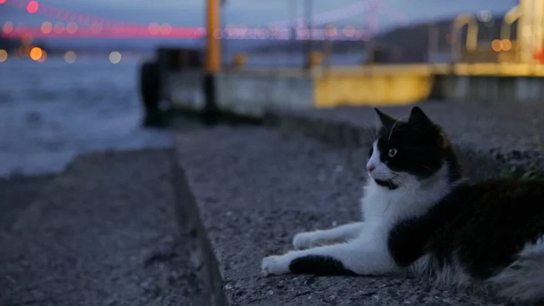 Kedi screenshot 2