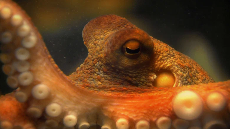 The Life & Times of Paul the Psychic Octopus screenshot 1