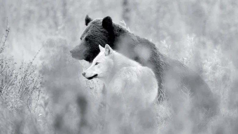 Une année parmi les loups screenshot 2