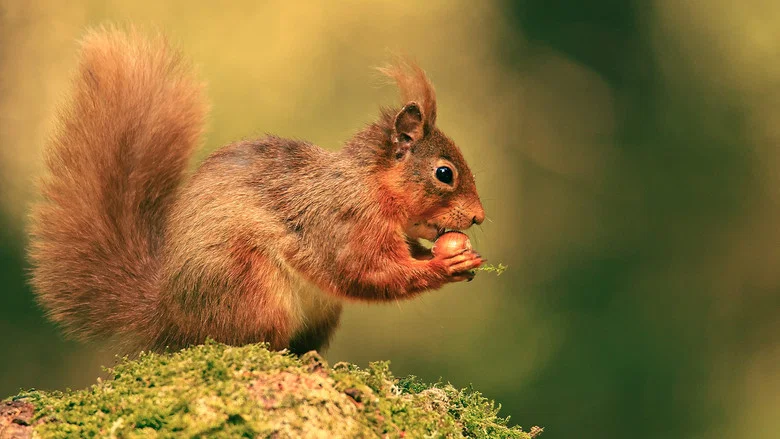 Cumbrian Red: Saving Our Red Squirrels screenshot 1
