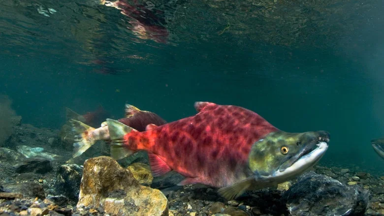 Sockeye Salmon. Red Fish screenshot 1