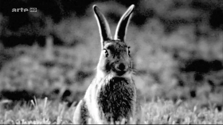 Rabbit à la Berlin screenshot 1