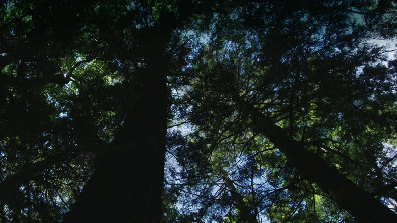 Burned: Are Trees the New Coal? screenshot 1