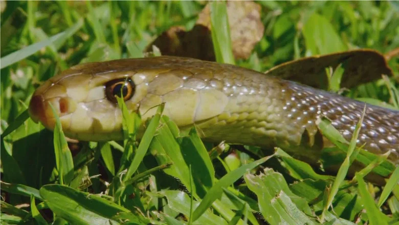 Snake Island: Wild & Deadly screenshot 3