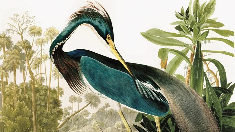 Birds of America screenshot 1