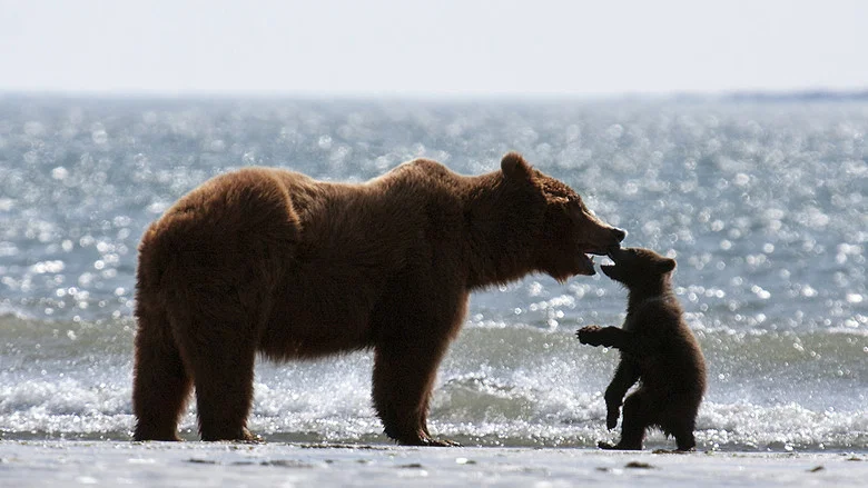 Bears screenshot 7