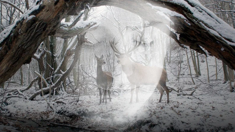 On Body and Soul screenshot 5