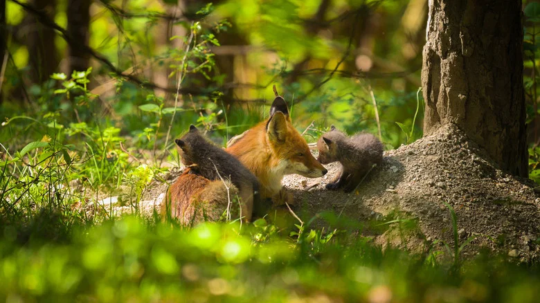 The Secret Life of Fox Cubs screenshot 1