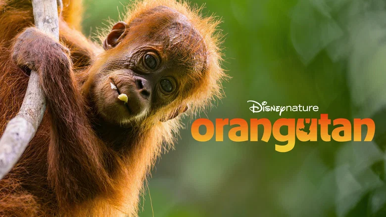 Orangutan screenshot 6
