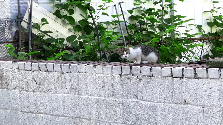New York Cat Crisis screenshot 5