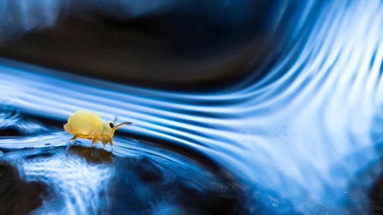 Springtails: The hidden soldiers of Earth screenshot 1