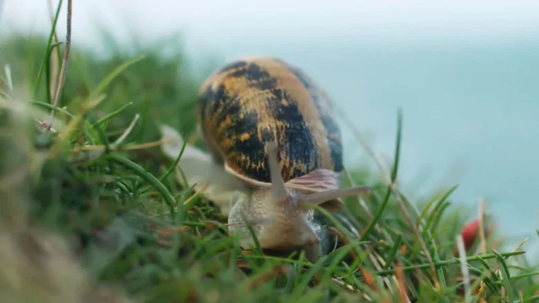 Escargots, le grand voyage du petit-gris screenshot 1