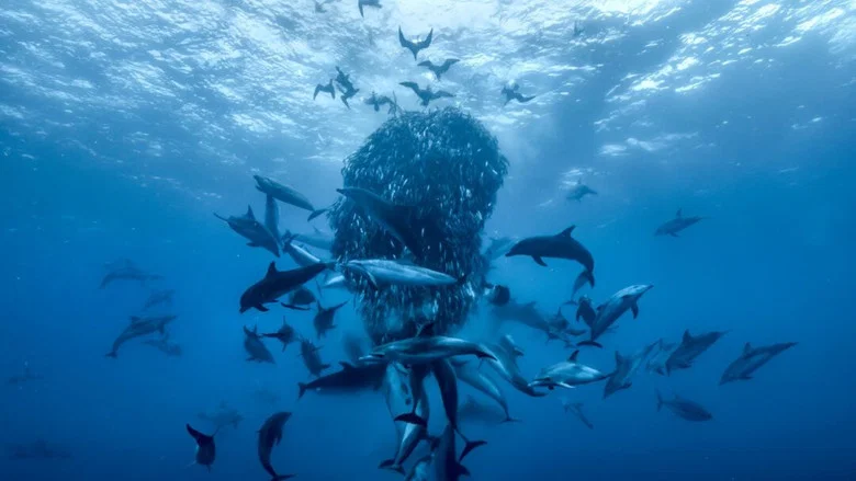 Ocean with David Attenborough screenshot 6