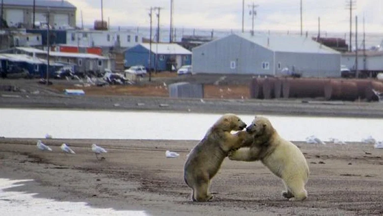 The Great Polar Bear Feast screenshot 1