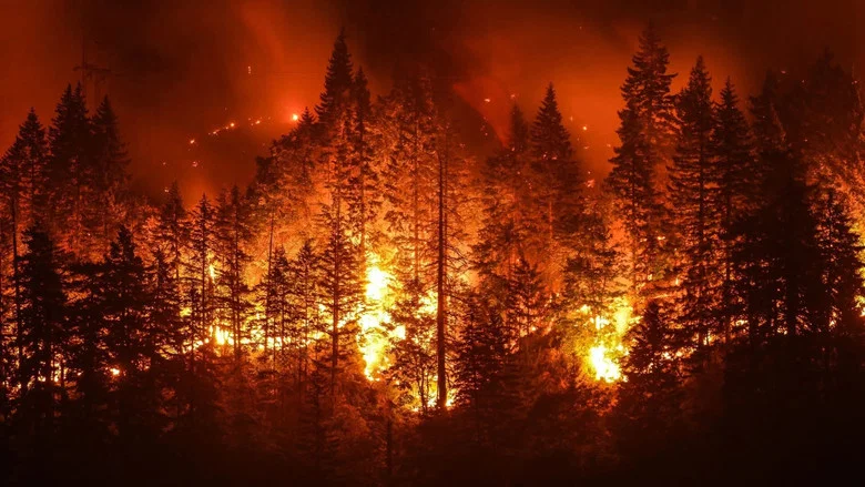 Sauvons nos Forêts screenshot 1