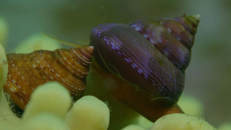 Shells: Shaped by Nature screenshot 5