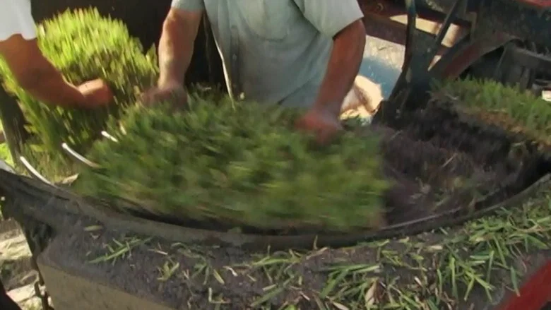 Gimme Green screenshot 1