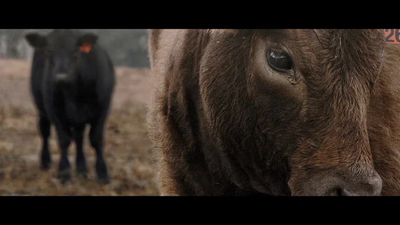 With the Cattle screenshot 4