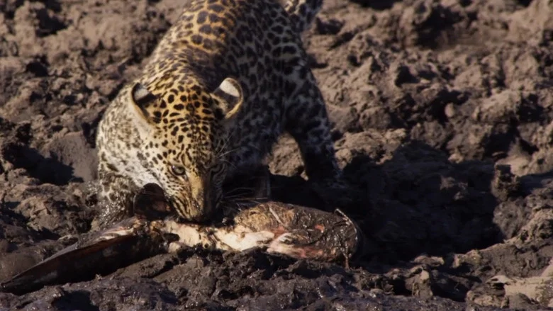 Africa's Fishing Leopards screenshot 2