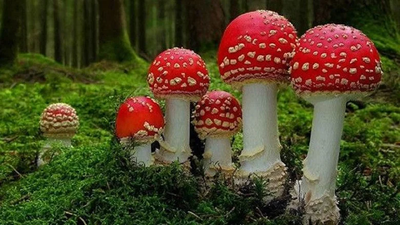 Fantastic Fungi screenshot 6