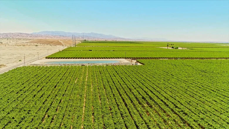 The Green Desert screenshot 1