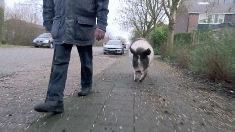 Divine Pig screenshot 1