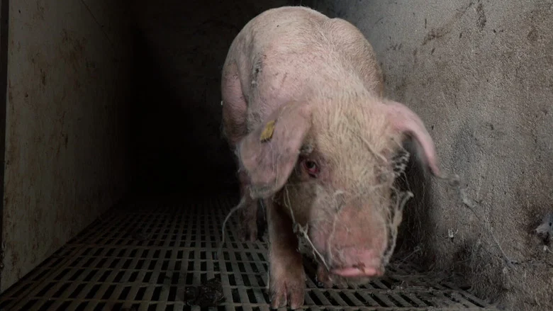 Food for Profit screenshot 2